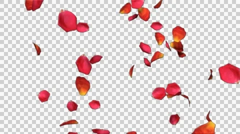 Rose Stock Footage 55554142