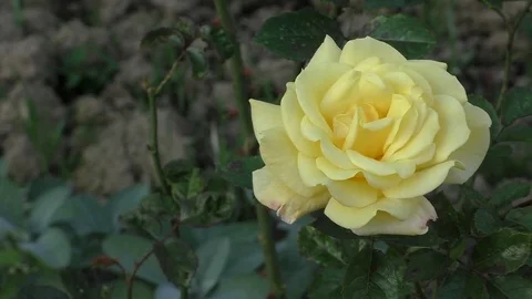 Rose Stock Footage 82222208