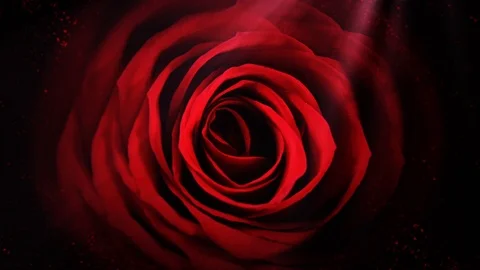Rose Stock Footage 86264339
