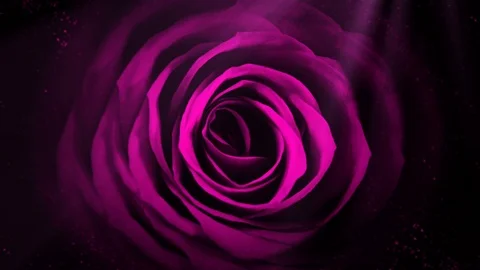 Rose Stock Footage 86525460