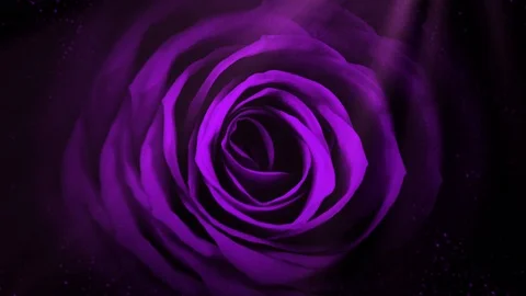 Rose Stock Footage 86525824