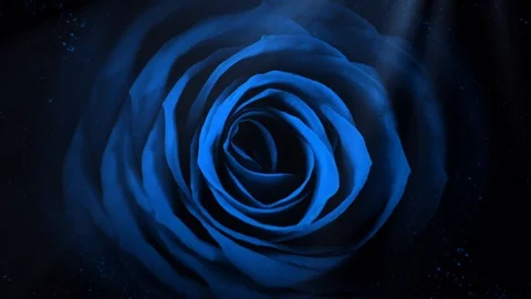 Rose Stock Footage 86526696