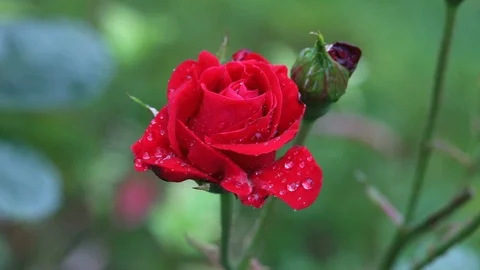 Rose Stock Footage 92728616