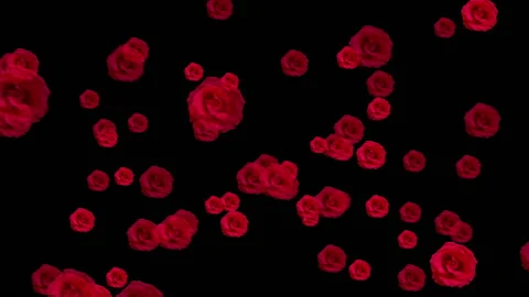 Rose Stock Footage 134887827