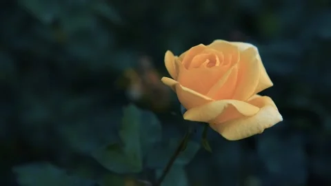 Rose Stock Footage 147949587