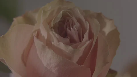 Rose Stock Footage 170765873