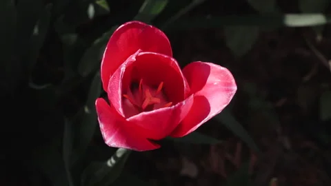 ROSE Video stock 193092237