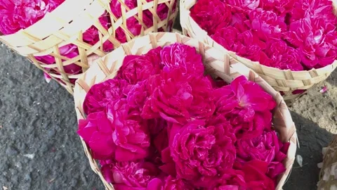 Rose Vídeo Stock 205356728