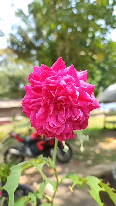 Rose 動画素材 214568136