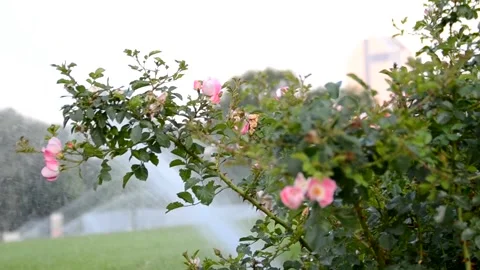 Rose Vídeos de archivo 217542443