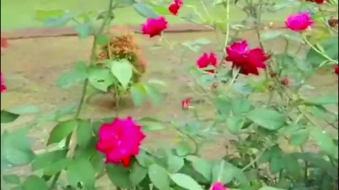 Rose Stock Footage 244788310