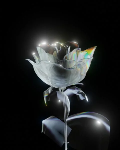 The rose Stock Footage 245436345