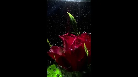 Rose Stock Footage 265666240