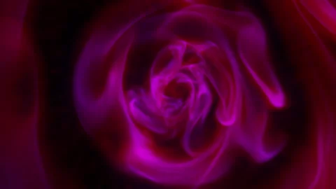 Rose Stock Footage 277340267