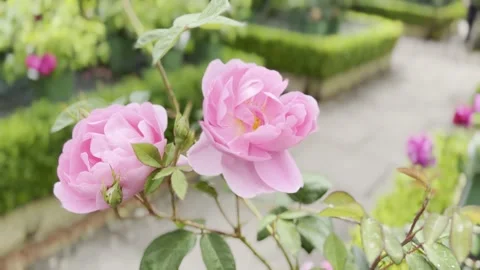 Rose Stock Footage 278464183