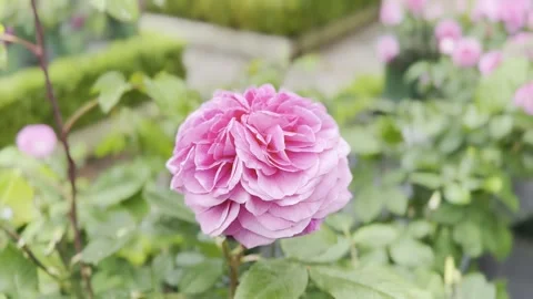 Rose Stock Footage 278464184