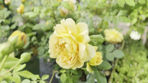 Rose Stock Footage 278464185