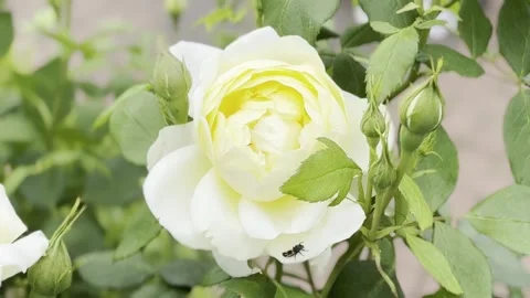 Rose Stock Footage 278464187