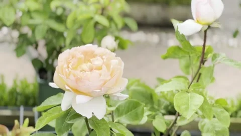 Rose Stock Footage 278464195