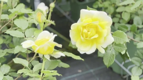 Rose Stock Footage 278464198