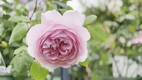 Rose Stock Footage 278464199