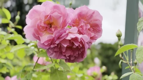 Rose Stock Footage 278464207