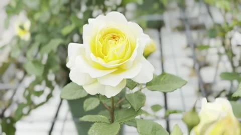 Rose Stock Footage 278464209