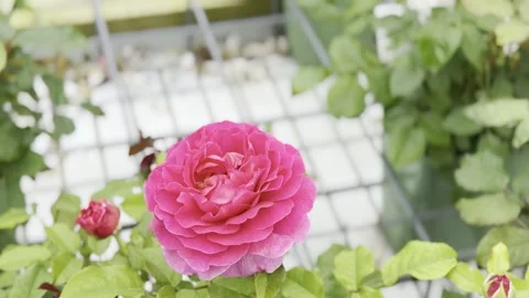 Rose Stock Footage 278464213