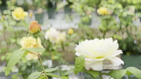 Rose Stock Footage 278464214