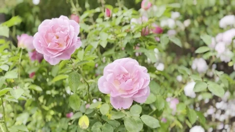 Rose Stock Footage 278464215