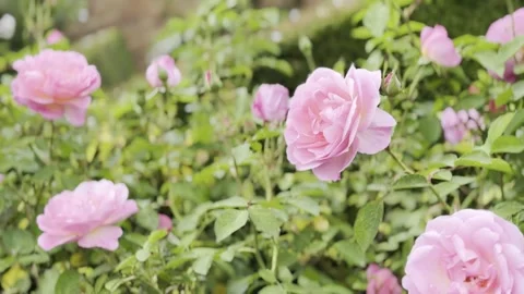 Rose Stock Footage 278464217