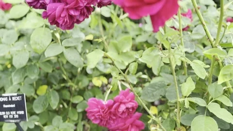 Rose Stock Footage 278464225