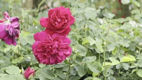 Rose Stock Footage 278464227