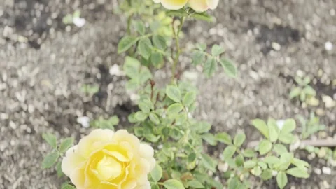 Rose Stock Footage 278464231