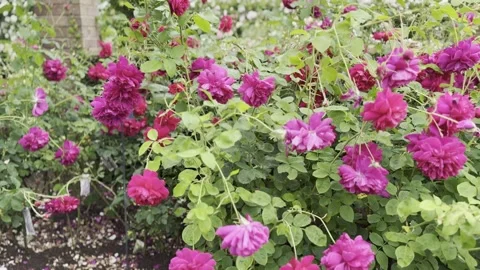 Rose Stock Footage 278464232