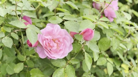 Rose Stock Footage 278464233