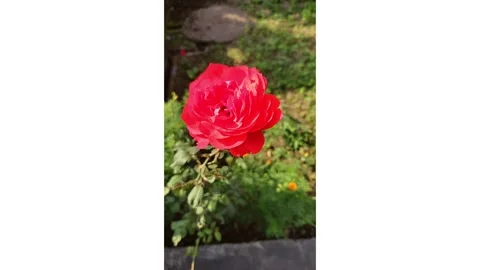 Rose Video stock 280865068