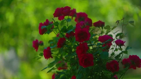 Rose Stock Footage 312795107