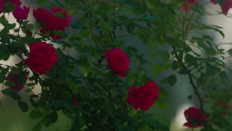 Rose Stock Footage 312795127