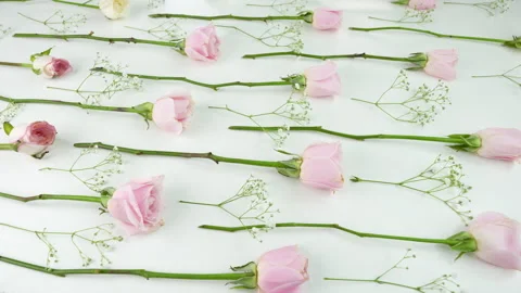 Rose Stock Footage 346751674