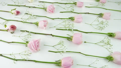 Rose Video stock 346751676