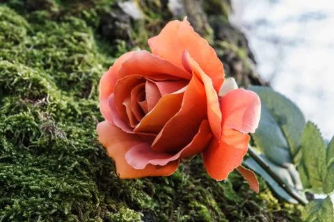 Rose in the forest Stock Photos