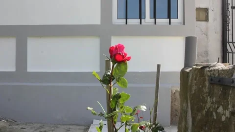 A rose in front of a house Stock Footage 254568257
