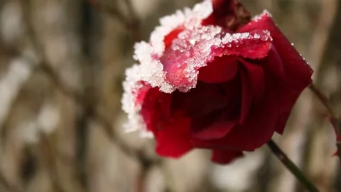 Rose In Frost Stock Footage 227507849