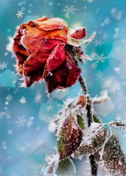 The Rose With Frost. Winter card Stock Photos