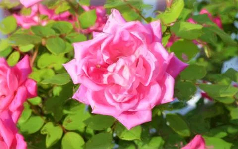 Rose In Full Bloom Stock Illustration