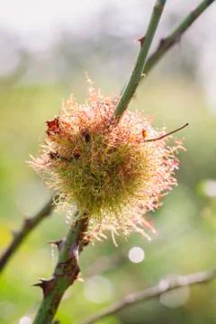 Rose Gall Foto stock