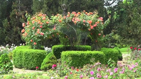 Rose garden 2 Vidéo 338080946