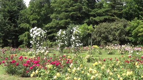 Rose garden 3 Vidéo 338081027