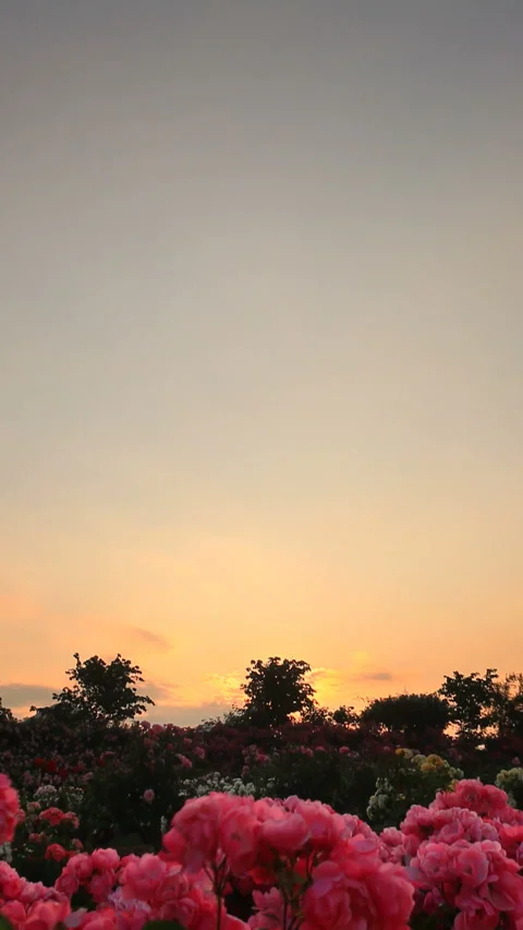 Rose Garden and Observation Deck, Evening View 스톡 동영상 330445339